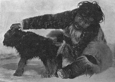WESHARKOOPSI AND MUSK-OX CALF WESHARKOOPSI AND MUSK-OX CALF