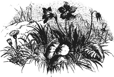 WILD FLOWERS WILD FLOWERS