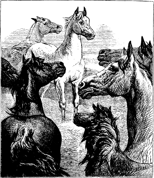 HORSES HORSES