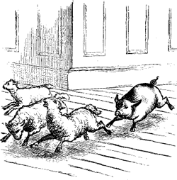 PIG PIG
