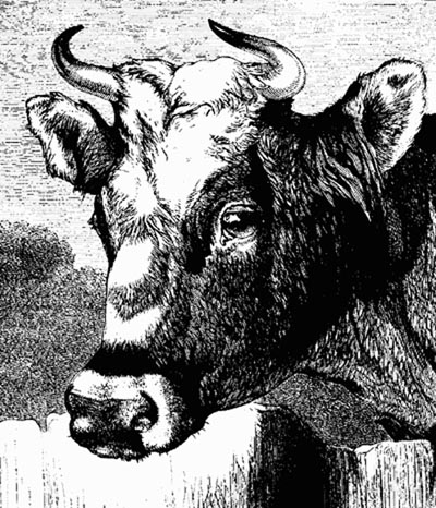 COW COW