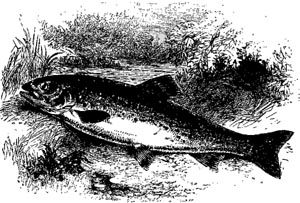 THE TROUT THE TROUT