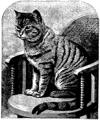 THE CAT THE CAT