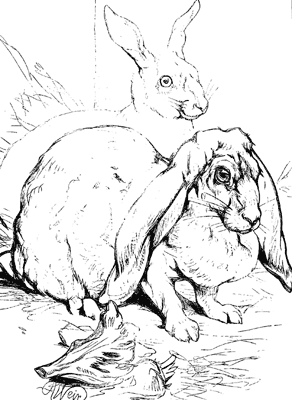 Outline drawing by Mr. Harrison Weir Outline drawing by Mr. Harrison Weir