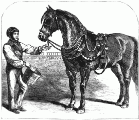 THE HORSE THAT LOVES CHILDREN. THE HORSE THAT LOVES CHILDREN.