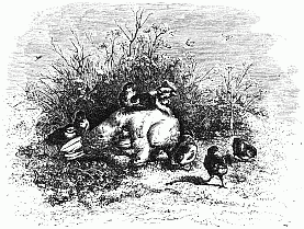 Hettie's Chickens Hettie's Chickens