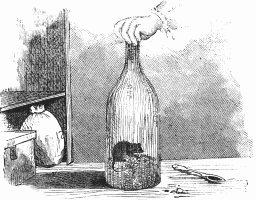 Mouse in a bottle Mouse in a bottle