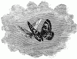 Butterflies Butterflies