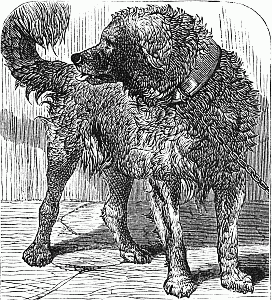 A true story about a dog A true story about a dog