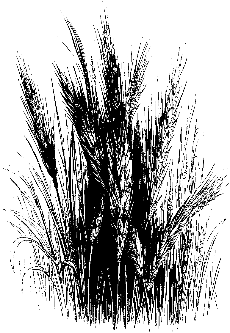 RYE.