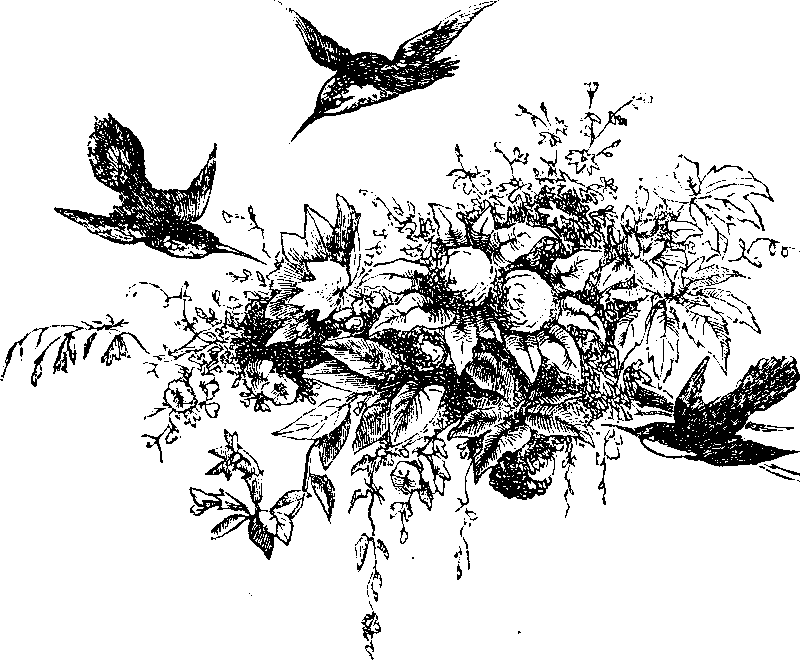 Hummingbirds and Fruit
