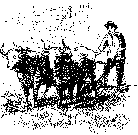 Father & Oxen