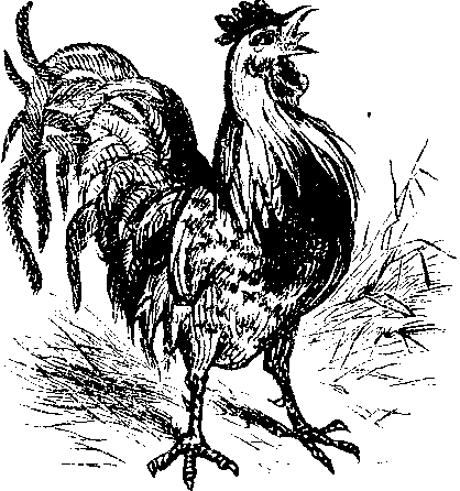 Cockerel