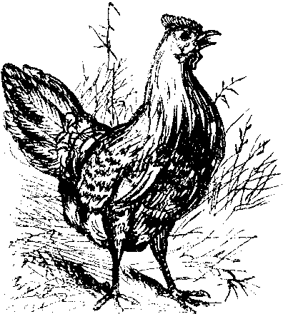 Hen