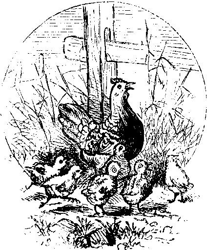 Hen & Chicks