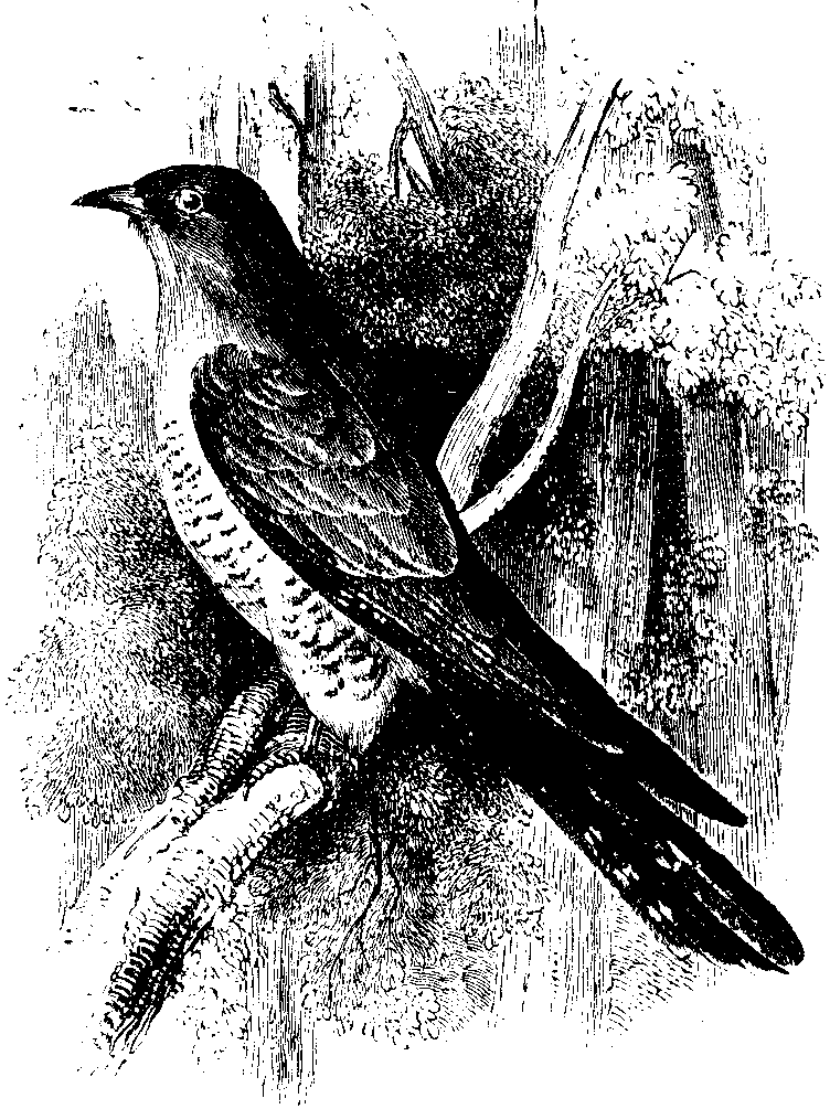 The Cuckoo