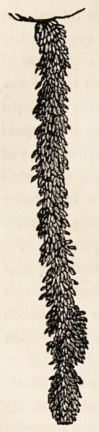 Cluster of eggs