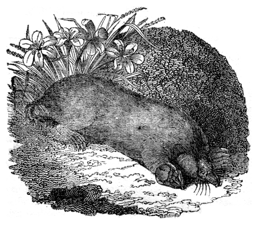 A mole lying on the ground.