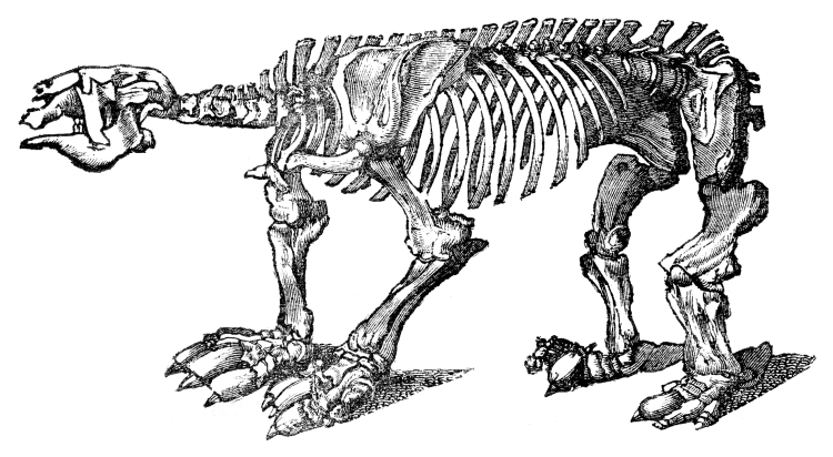 A skeleton of a megatherium, mounted as if for display in a museum.
