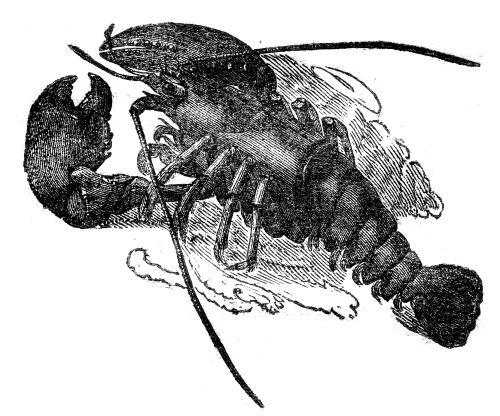 A lobster, viewed from above.