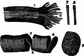 Illustration: Fig. 21. Striped muscular fibre showing cleavage in opposite directions.
