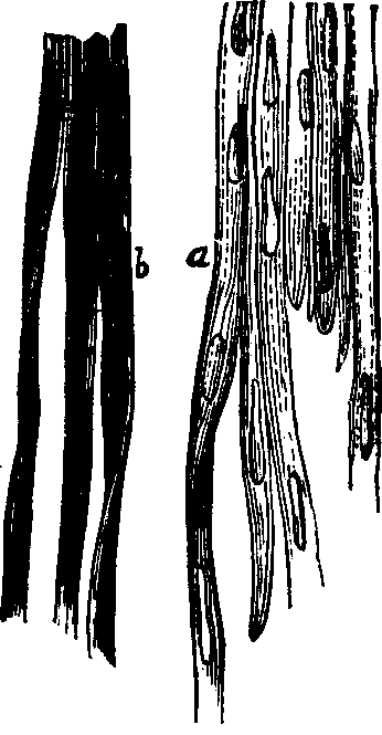 Illustration: Fig. 22. Unstriated muscular fiber;