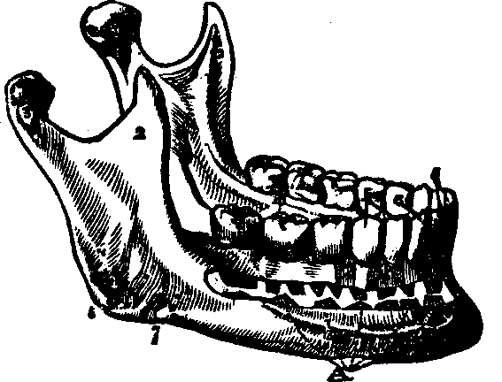 Illustration: Fig. 26. A view of the lower jaw.