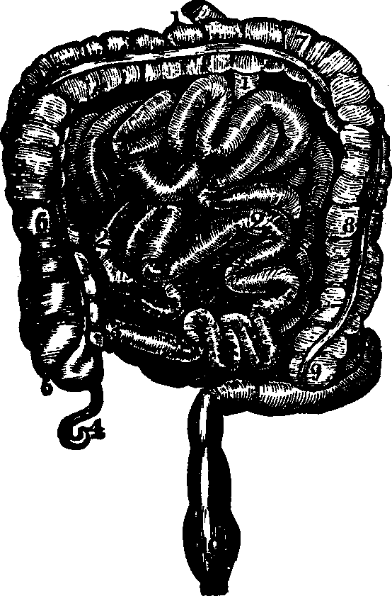 Illustration: Fig. 29. Small and large intestines.