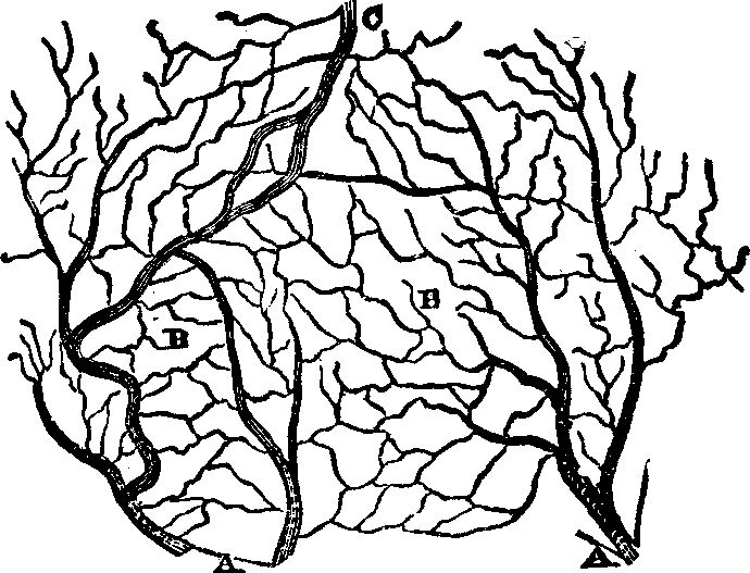 Illustration: Fig. 46: An ideal view of the papillæ.