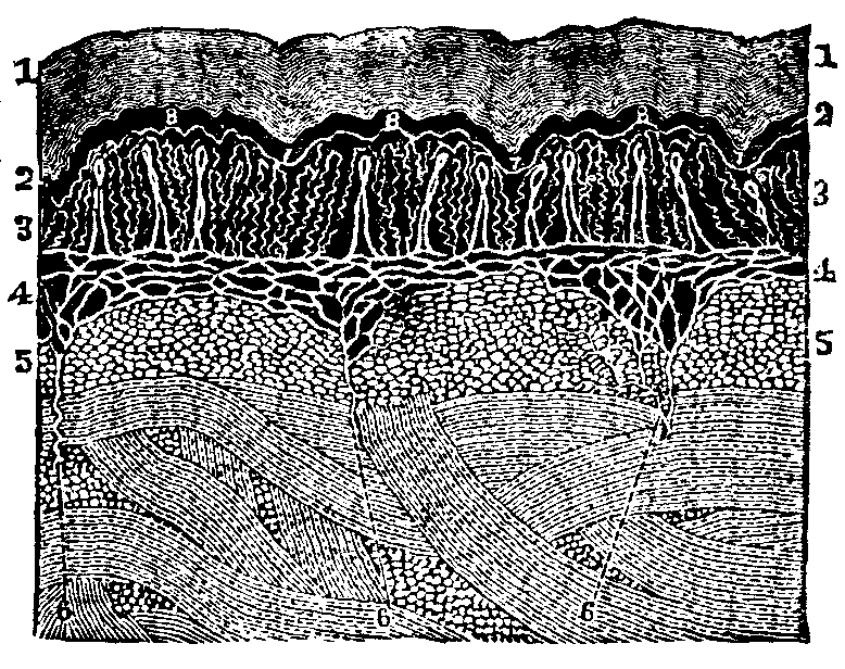 Illustration: Fig. 50. Anatomy of the skin.