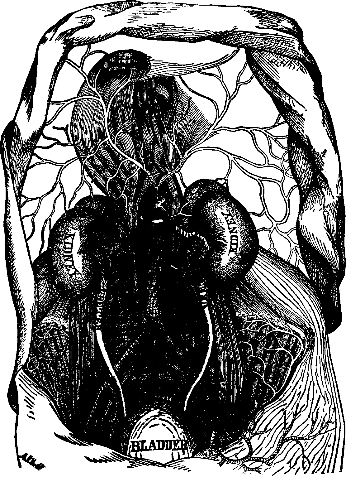 Illustration: Fig. 53. View of the kidneys, ureters, and bladder.