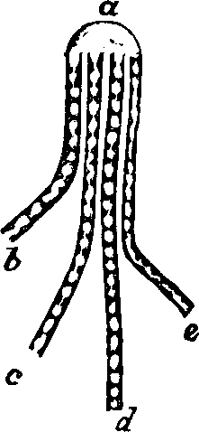 Illustration: Fig. 55. Division of a nerve,