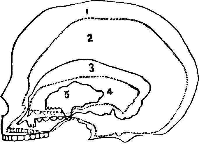 Illustration: Fig. 76. Outline of Skulls.