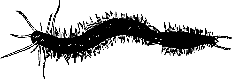 Illustration: Fig. 97. An annelid dividing spontaneously,