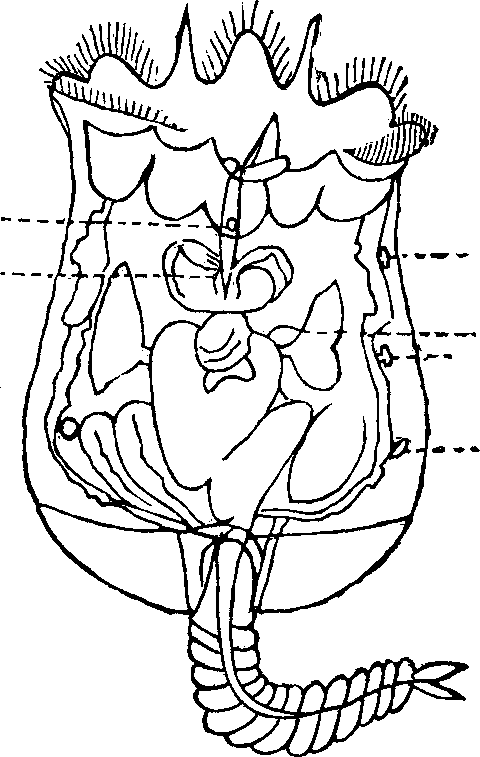 Illustration: Fig. 99. Rotiferia; Brachionus Urceolaris; largely magnified.