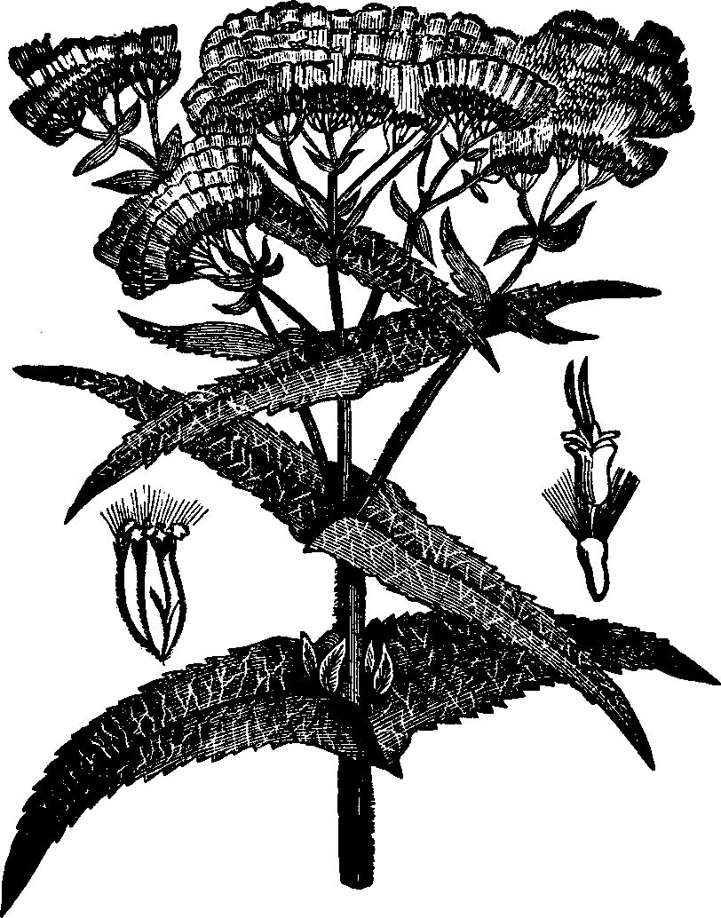 Illustration: Fig. 119. Boneset.