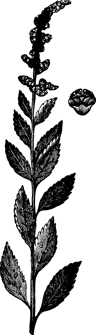 Illustration: Fig. 124. Hardhack.