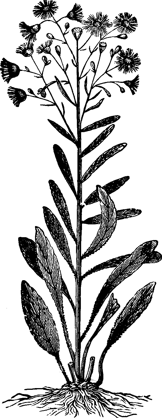 Illustration: Fig. 125. Canada Fleabane.