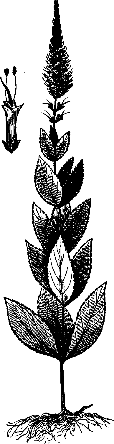 Illustration: Fig. 126. Culver's-root.