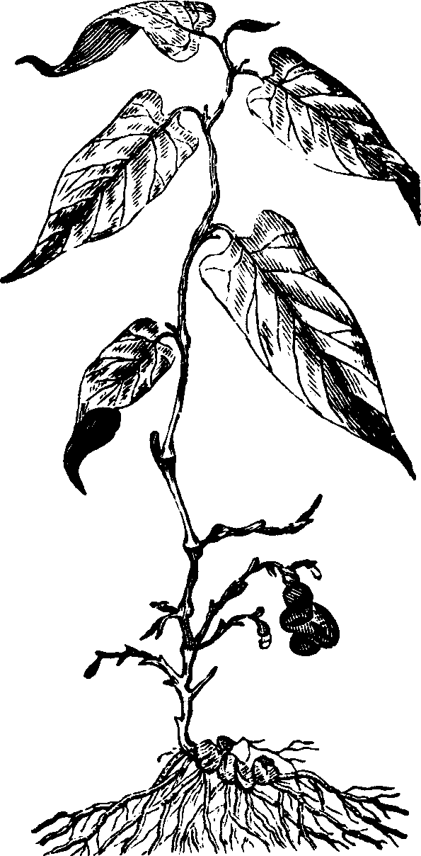 Illustration: Fig. 128. Virginia Snake-root.