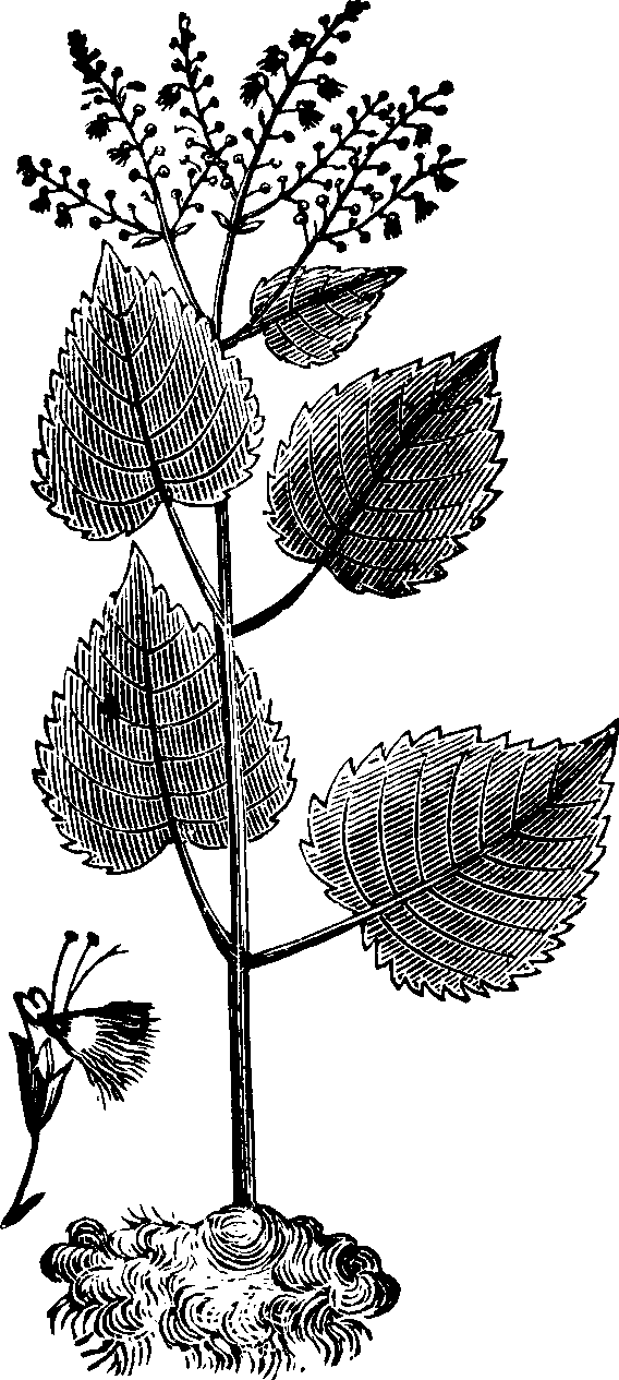 Illustration: Fig. 131. Stone-root.