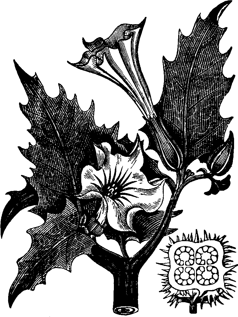 Illustration: Fig. 135. Stramonium.