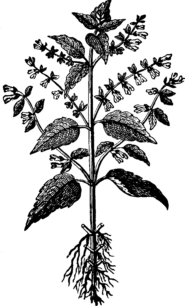 Illustration: Fig. 136. Scull-cap.