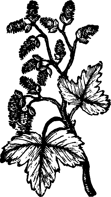 Illustration: Fig. 139. White Poplar.