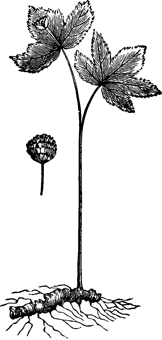 Illustration: Fig. 141. Golden Seal.