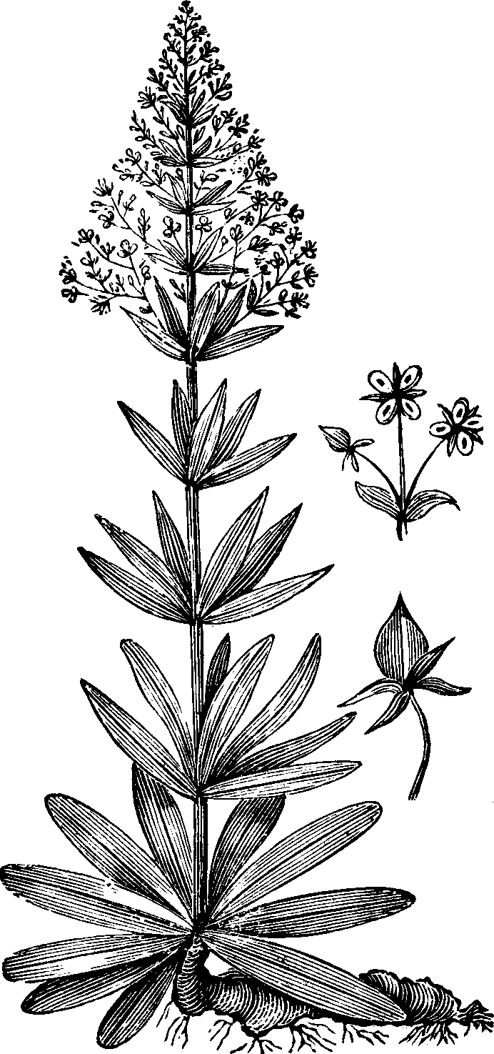 Illustration: Fig. 142. American Colombo.