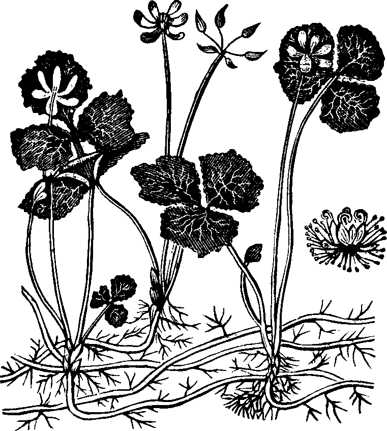 Illustration: Fig. 143. Gold Thread.