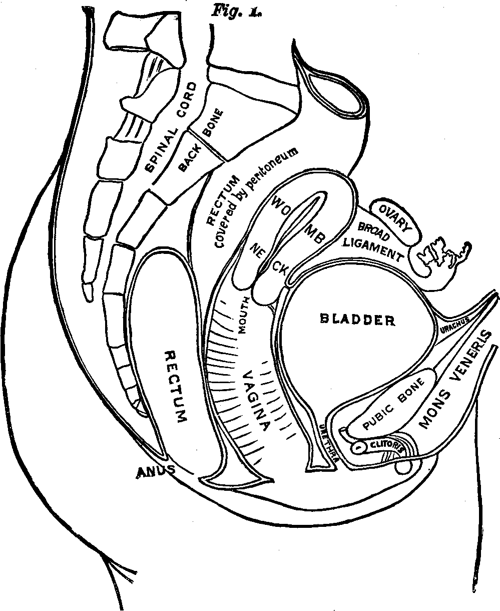 Illustration: OUTLINE OF THE FEMALE URINARY AND GENERATIVE ORGANS. The above cut is introduced here to assist in conveying a correct idea of the Urinary and Generative Organs of Woman, their form and relative positions, together with the bones, muscles and other tissues forming the cavity of the pelvis in which the organs rest, and by which they are protected. By dividing that portion of the body directly through the middle from before backward, we first cut through the cushion of fat (mons veneris) covering the pubic bone, then in succession the bone, bladder, womb, vagina, rectum, front half of spine, spinal marrow, rear half of spine, and lastly the muscles and skin. Just underneath the bone in front is revealed that sensitive organ, the clitoris, a facsimile of the male organ in miniature, the head of which protrudes, while the body is covered with tissue, but is readily traced with the finger. Further back is the urethra, or water passage, which is one and a half inches long. Next is the vagina. When closed, its mucous lining is folded in upon itself, and requires dilating in order to be cleansed and to apply remedies. On the vagina rests the hollow, pear-shaped womb, the small end of which protrudes into the vagina, and in which is a small opening, leading through the neck into the cavity of the organ. On either side of the womb, near its top, are the Fallopian tubes leading to the ovaries, situated between the womb and hip bones. At every menstruation these organs throw off a germ-cell, which passes through the Fallopian tubes into the uterine cavity.