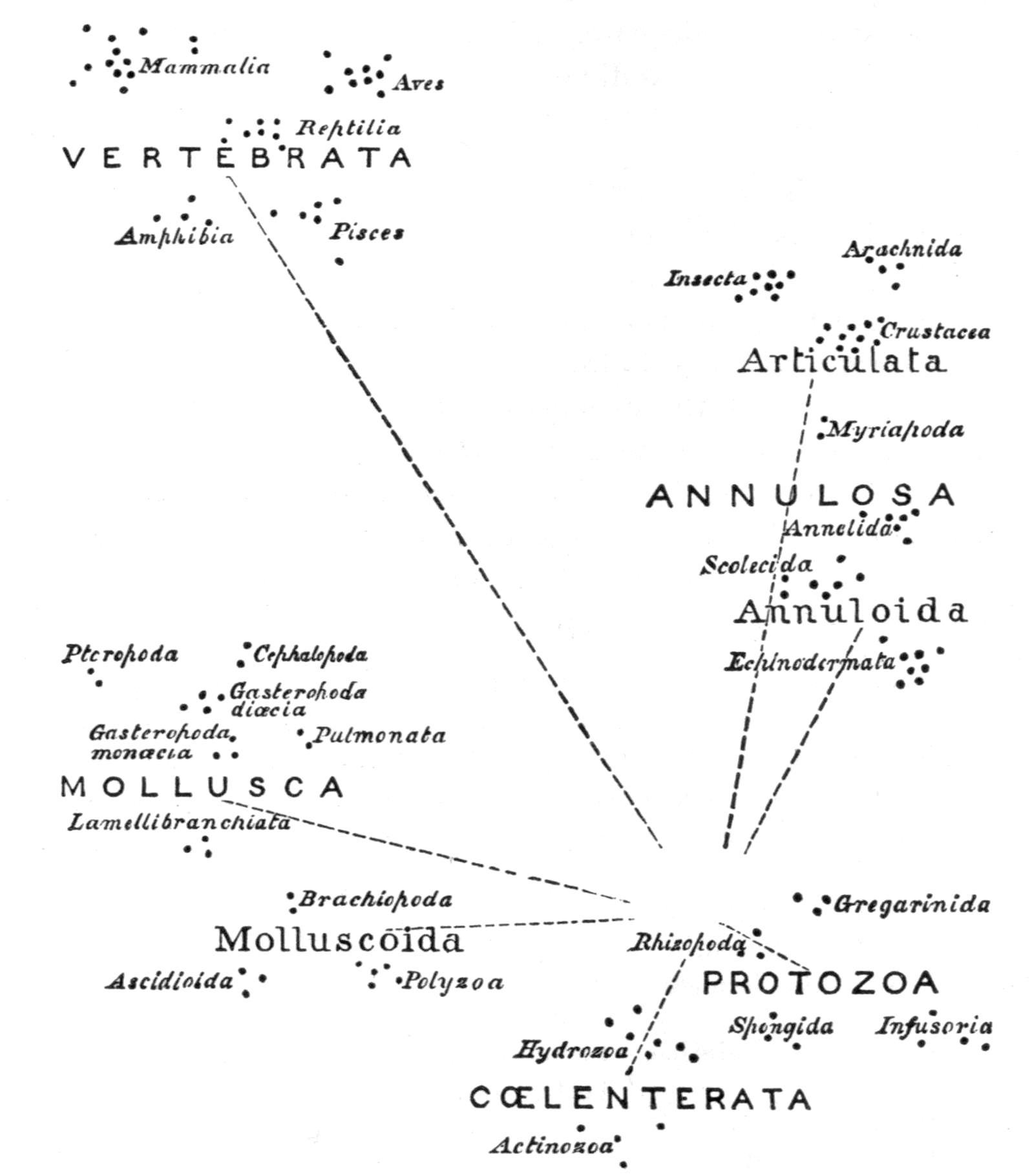 Relations in the Animal Kingdom (after Huxley) Relations in the Animal Kingdom (after Huxley)
