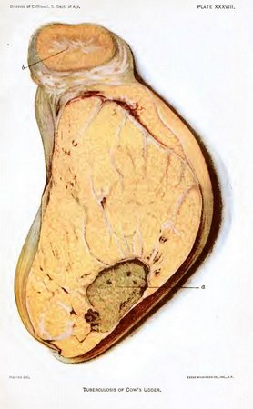 PLATE XXXVIII.